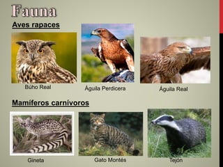Águila Perdicera Águila RealBúho Real
Aves rapaces
Gato MontésGineta Tejón
Mamíferos carnívoros
 