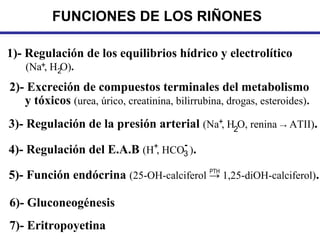 FUNCIONES DE LOS RIÑONES

1)- Regulación de los equilibrios hídrico y electrolítico
   (Na+, H2O).
2)- Excreción de compuestos terminales del metabolismo
   y tóxicos (urea, úrico, creatinina, bilirrubina, drogas, esteroides).
3)- Regulación de la presión arterial (Na+, H2O, renina → ATII).
                                 -
4)- Regulación del E.A.B (H+, HCO3 ).
                                        PTH
5)- Función endócrina (25-OH-calciferol → 1,25-diOH-calciferol).

6)- Gluconeogénesis
7)- Eritropoyetina
 