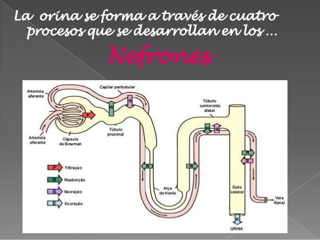 Formacion de la Orina