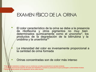 EXAMEN FÍSICO DE LA ORINA
• El color característico de la orina se debe a la presencia
de riboflavina y otros pigmentos no muy bien
determinados químicamente como el urocromo*, los
productos de la degradación de la bilirrubina y la
urobilina y la uroeritrina**
• La intensidad del color es inversamente proporcional a
la cantidad de orina formada
• Orinas concentradas son de color más intenso
*Producto del metabolismo endógeno que en condiciones normales es producido en una tasa constante.
La cantidad real producida depende del estado del metabolismo. Aumenta su producción en ayuno prolongado y enfermedades tiroideas
** Pigmento rosado producto de la degradación de los uratos amorfos
 