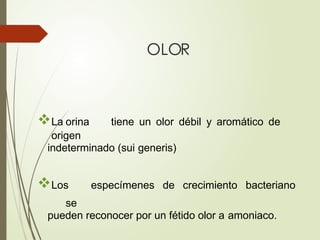 OLOR
La orina tiene un olor débil y aromático de
origen
indeterminado (sui generis)
Los especímenes de crecimiento bacteriano
se
pueden reconocer por un fétido olor a amoniaco.
 