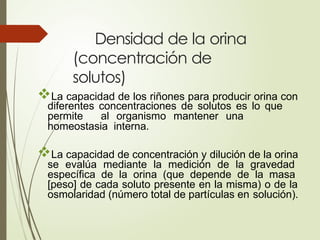 Densidad de la orina
(concentración de
solutos)
La capacidad de los riñones para producir orina con
diferentes concentraciones de solutos es lo que
permite al organismo mantener una
homeostasia interna.
La capacidad de concentración y dilución de la orina
se evalúa mediante la medición de la gravedad
específica de la orina (que depende de la masa
[peso] de cada soluto presente en la misma) o de la
osmolaridad (número total de partículas en solución).
 