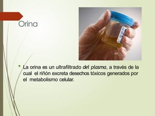 Orina
• La orina es un ultrafiltrado del plasma, a través de la
cual el riñón excreta desechos tóxicos generados por
el metabolismo celular.
 