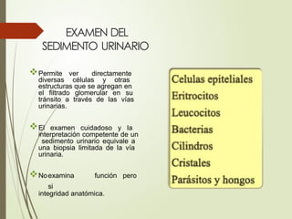 EXAMEN DEL
SEDIMENTO URINARIO
Permite ver directamente
diversas células y otras
estructuras que se agregan en
el filtrado glomerular en su
tránsito a través de las vías
urinarias.
El examen cuidadoso y la
interpretación competente de un
sedimento urinario equivale a
una biopsia limitada de la vía
urinaria.
Noexamina función pero
si
integridad anatómica.
 