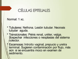 CÉLULAS EPITELIALES
Normal: 1 xc.
• Tubulares: Nefrona. Lesión tubular. Necrosis
tubular aguda.
• Transicionales: Pelvis renal, uréter, vejiga.
Sospechar infecciones o neoplasias del sistema
colector.
• Escamosas: Introito vaginal, prepucio y uretra
terminal. Sugieren contaminación por flujo, más
aún si se encuentra moco en examen de
sedimento.
 