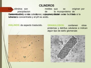 CILINDROS
Los cilindros son moldes que se originan por
precipitacion de la mucoproteina de
Tamm-Horsfall en la porcion distal de los
tubulos
contorneados y en los colectores; esta precipitacion se ve facilitada si la
orina esta concentrada y el pH es acido.
HIALINOS: de aspecto traslucido. GRANULOSOS: contienen otras
proteínas y detritus celulares e indican
algún tipo de daño glomerular.
 