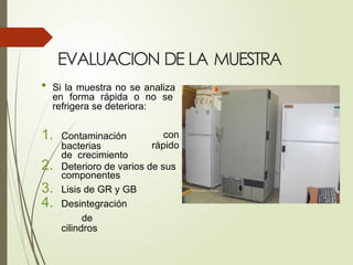 EVALUACION DE LA MUESTRA
• Si la muestra no se analiza
en forma rápida o no se
refrigera se deteriora:
con
rápido
1. Contaminación
bacterias
de crecimiento
2. Deterioro de varios de sus
componentes
3. Lisis de GR y GB
4. Desintegración
de
cilindros
 