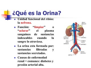 ¿Qué es la Orina?
 Unidad funcional del riñón:
la nefrona.
 Función: “limpiar” o
“aclarar” el plasma
sanguíneo de sustancias
indeseables cuando la
sangre lo atraviesa.
 La orina esta formada por:
sustancias filtradas y
sustancias secretadas.
 Causas de enfermedad
renal + comunes: diabetes y
presión arterial alta.
 