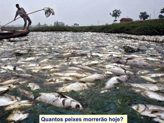 Quantos peixes morrer ã o hoje?   