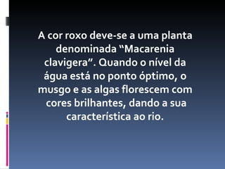 A cor roxo deve-se a uma planta
    denominada “Macarenia
 clavigera”. Quando o nível da
 água está no ponto óptimo, o
musgo e as algas florescem com
 cores brilhantes, dando a sua
      característica ao rio.
 