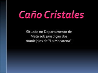 Caño Cristales Situado no Departamento de Meta sob jurisdição dos municípios de “La Macarena”. 