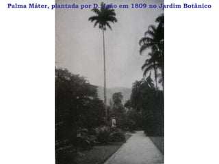 Palma Máter, plantada por D. João em 1809 no Jardim Botânico
 