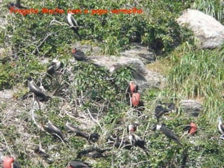 Fragata Macho com o papo vermelho. 