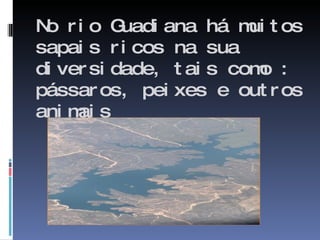 No rio Guadiana há muitos  sapais ricos na sua diversidade, tais como : pássaros, peixes e outros animais 