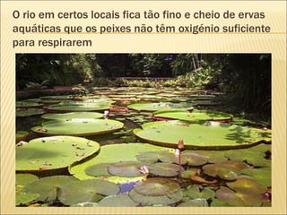 O rio em certos locais fica tão fino e cheio de ervas aquáticas que os peixes não têm oxigénio suficiente para respirarem  