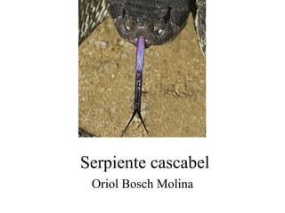 Oriol Bosch Molina Serpiente cascabel 
