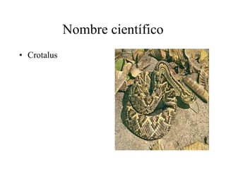 Nombre científico Crotalus