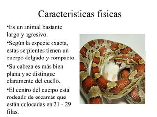 Caracteristicas fisicas Es un animal bastante largo y agresivo. Según la especie exacta, estas serpientes tienen un cuerpo delgado y compacto. Su cabeza es más bien plana y se distingue claramente del cuello. El centro del cuerpo está rodeado de escamas que están colocadas en 21 - 29 filas. .