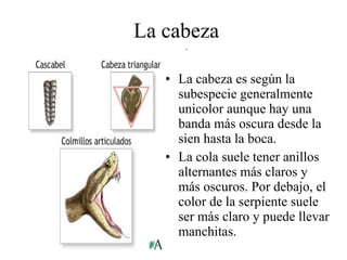 La cabeza La cabeza es según la subespecie generalmente unicolor aunque hay una banda más oscura desde la sien hasta la boca. La cola suele tener anillos alternantes más claros y más oscuros. Por debajo, el color de la serpiente suele ser más claro y puede llevar manchitas.