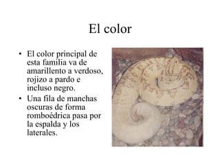 El color El color principal de esta familia va de amarillento a verdoso, rojizo a pardo e incluso negro. Una fila de manchas oscuras de forma romboédrica pasa por la espalda y los laterales.