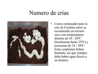 Numero de crias Como contenedor para la cría de Crotalus atrox se recomienda un terrario seco con temperaturas diurnas de 24 - 28ºC (localmente hasta 35ºC) y nocturnas de 18 - 20ºC. Estas serpientes beben bastante, así que siempre debe haber agua fresca a su alcance.