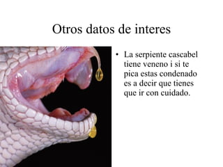 Otros datos de interes La serpiente cascabel tiene veneno i si te pica estas condenado es a decir que tienes que ir con cuidado.