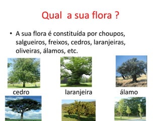 Qual a sua flora ?
• A sua flora é constituída por choupos,
  salgueiros, freixos, cedros, laranjeiras,
  oliveiras, álamos, etc.




 cedro              laranjeira          álamo
 