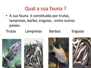 Qual a sua fauna ?
• A sua fauna é constituída por trutas,
  lampreias, barbo, enguias , entre outros
  peixes.
Trutas     Lampreias      Barbos        Enguias
 