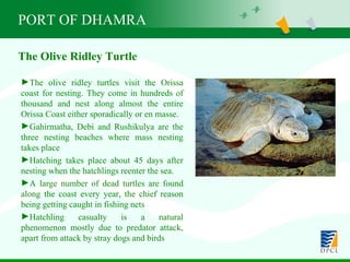 PORT OF DHAMRA The olive ridley turtles visit the Orissa coast for nesting. They come in hundreds of thousand and nest along almost the entire Orissa Coast either sporadically or en masse. Gahirmatha, Debi and Rushikulya are the three nesting beaches where mass nesting takes place Hatching takes place about 45 days after nesting when the hatchlings reenter the sea. A large number of dead turtles are found along the coast every year, the chief reason being getting caught in fishing nets Hatchling casualty is a natural phenomenon mostly due to predator attack, apart from attack by stray dogs and birds The Olive Ridley Turtle 