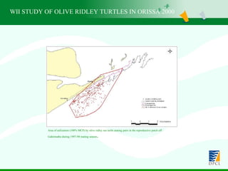 WII STUDY OF OLIVE RIDLEY TURTLES IN ORISSA 2000 Area of utilization (100% MCP) by olive ridley sea turtle mating pairs in the reproductive patch off Gahirmatha during 1997-98 mating season . 
