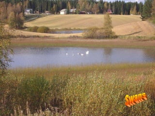 Swans 