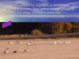 Swans prepare for migration to Holland and England in October. They gather in large groups to the village of Eräjärvi every year. The brown swans were born this year.  Joutsen 