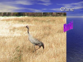 Crane Kurki 