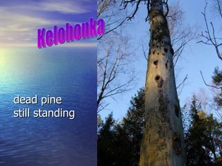 dead pine  still standing Kelohonka 