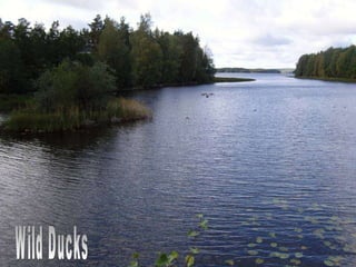 Wild Ducks 