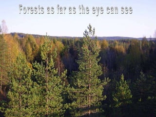Forests as far as the eye can see 
