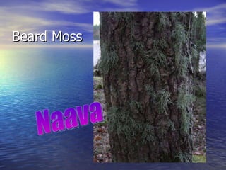 Beard Moss Naava 