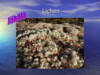 Lichen Jäkälä 