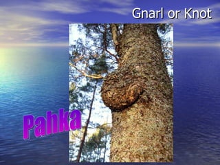 Gnarl or Knot Pahka 