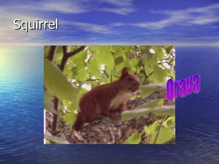 Squirrel Orava 