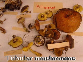 Tubular mushrooms 