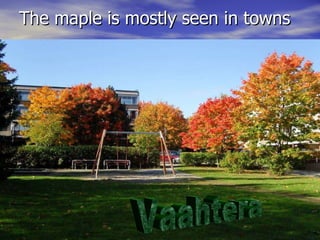 The maple is mostly seen in towns Vaahtera 