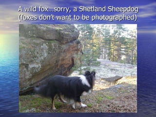 A wild fox…sorry, a Shetland Sheepdog (foxes don’t want to be photographed) 