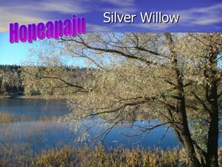 Silver Willow Hopeapaju 