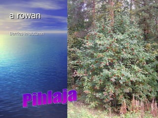 a rowan  Berries in autumn Pihlaja 