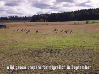 Wild geese prepare for migration in September 