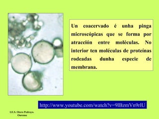 Un coacervado é unha pinga microscópicas que se forma por atracción entre moléculas. No interior ten moléculas de proteínas rodeadas dunha especie de membrana.  I.E.S. Otero Pedrayo.  Ourense http:// www.youtube.com / watch?v = 9lBzmVn9rlU 