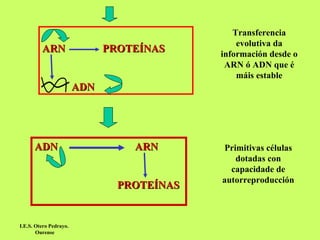 ARN   PROTEÍNAS ADN Transferencia evolutiva da información desde o ARN ó ADN que é máis estable ADN  ARN   PROTEÍNAS Primitivas células dotadas con capacidade de autorreproducción I.E.S. Otero Pedrayo.  Ourense 