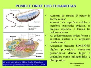 POSIBLE ORIXE DOS EUCARIOTAS Aumento de tamaño ó perder la Parede celular Aumento da superficie celular a membrna plasmática prégase, os pregues sepáranse e forman las endomembranas As endomembranas poden formar a envoltura nuclear e os orgánulos membranosos. Asócianse mediante  SIMBIOSE algúns procariotas conoutros procariontas dando lugar a orgánulos como mitocondrias e cloroplastos. Orixe da vida. Oparin. Miller. Evolución celular http :// www.youtube.com / watch?v =1- FbUNO2UzA I.E.S. Otero Pedrayo.  Ourense 