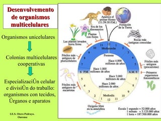 Desenvolvemento de organismos multicelulares  Organismos unicelulares Colonias multicelulares cooperativas Especialización celular e división do traballo: organismos con tecidos, órganos e aparatos I.E.S. Otero Pedrayo.  Ourense 